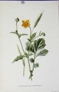 Original Old Antique Print Common Avens Meadow Barley Wild Flower