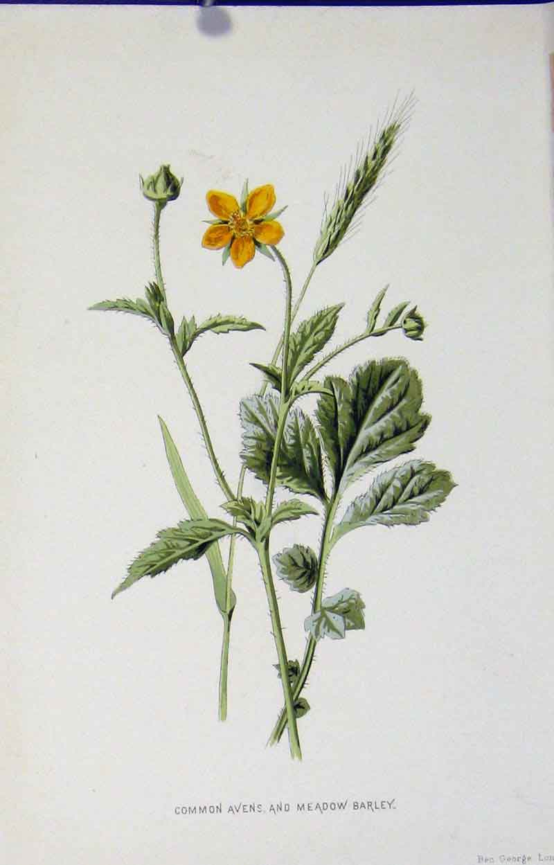 Original Old Antique Print Common Avens Meadow Barley Wild Flower