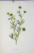 Original Old Antique Print Wild Flower Botanical Corn Crowfoot Editorial