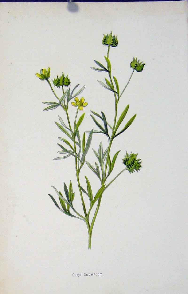 Original Old Antique Print Wild Flower Botanical Corn Crowfoot Editorial