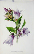 Original Old Antique Print Nettle Leaved Bell Flower Wild Flower Fine Art