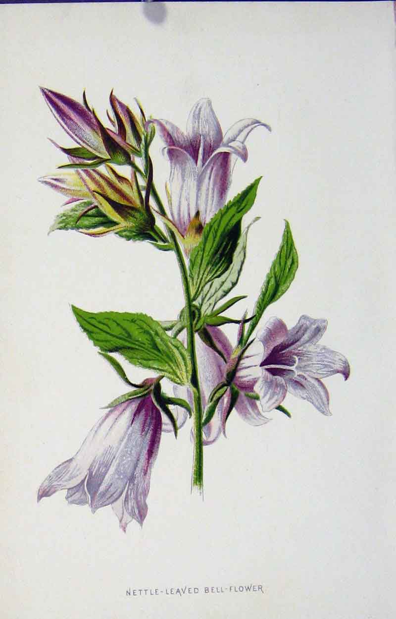Original Old Antique Print Nettle Leaved Bell Flower Wild Flower Fine Art