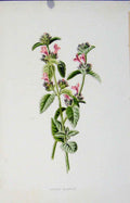 Original Old Antique Print Wild Flower Botanical Hedge Calamint Fine Art