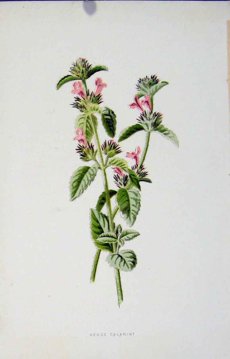 Original Old Antique Print Wild Flower Botanical Hedge Calamint Fine Art