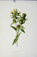 Original Old Antique Print Yellow Rattle Botanical Fine Art C1883 Editorial 19th