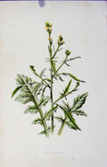 Original Old Antique Print Hedge Mustard Wild Flower Fine Art C1883 Victorian