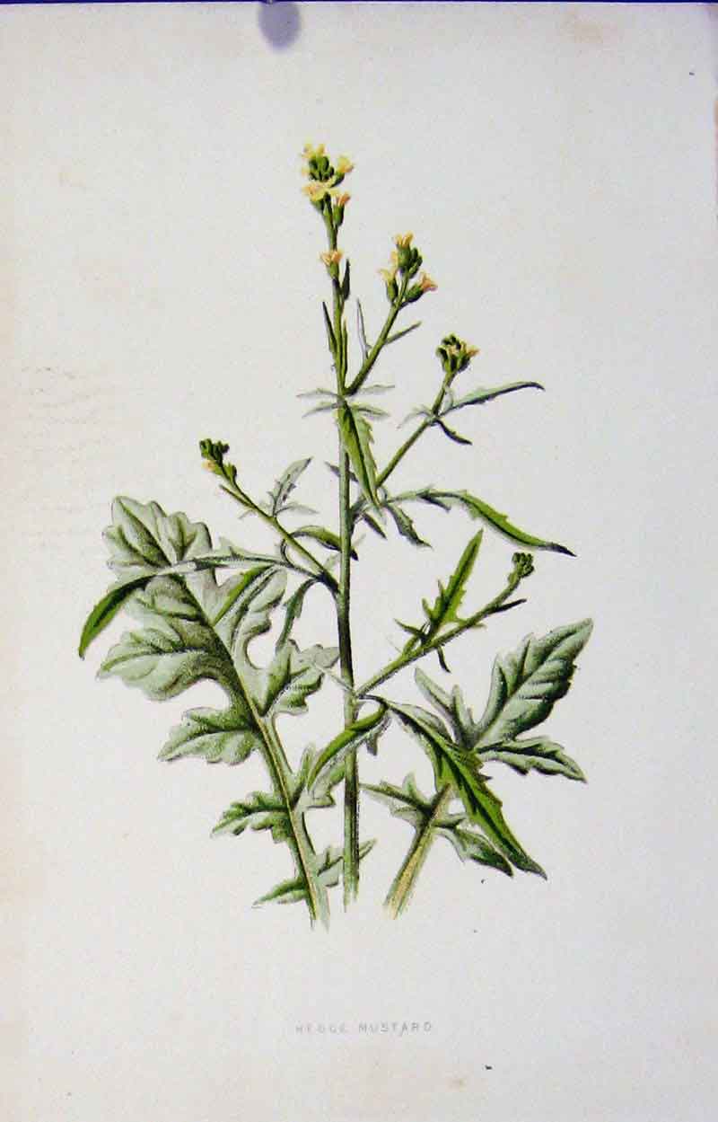 Original Old Antique Print Hedge Mustard Wild Flower Fine Art C1883 Victorian