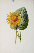 Original Old Antique Print Fine Art Leopards Bane Flower Editorial Victorian