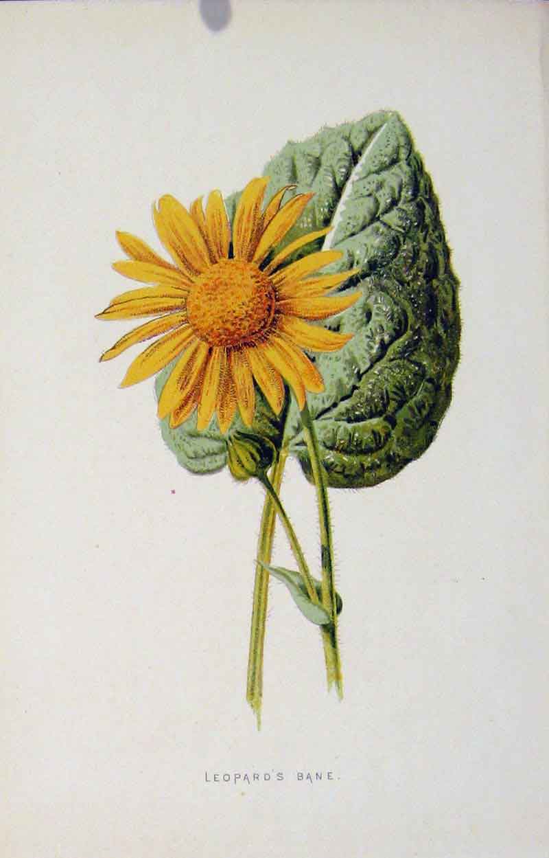 Original Old Antique Print Fine Art Leopards Bane Flower Editorial Victorian