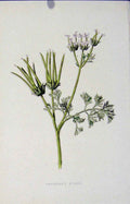 Original Old Antique Print Shepherds Needle Editorial Wild Flower 20th Century