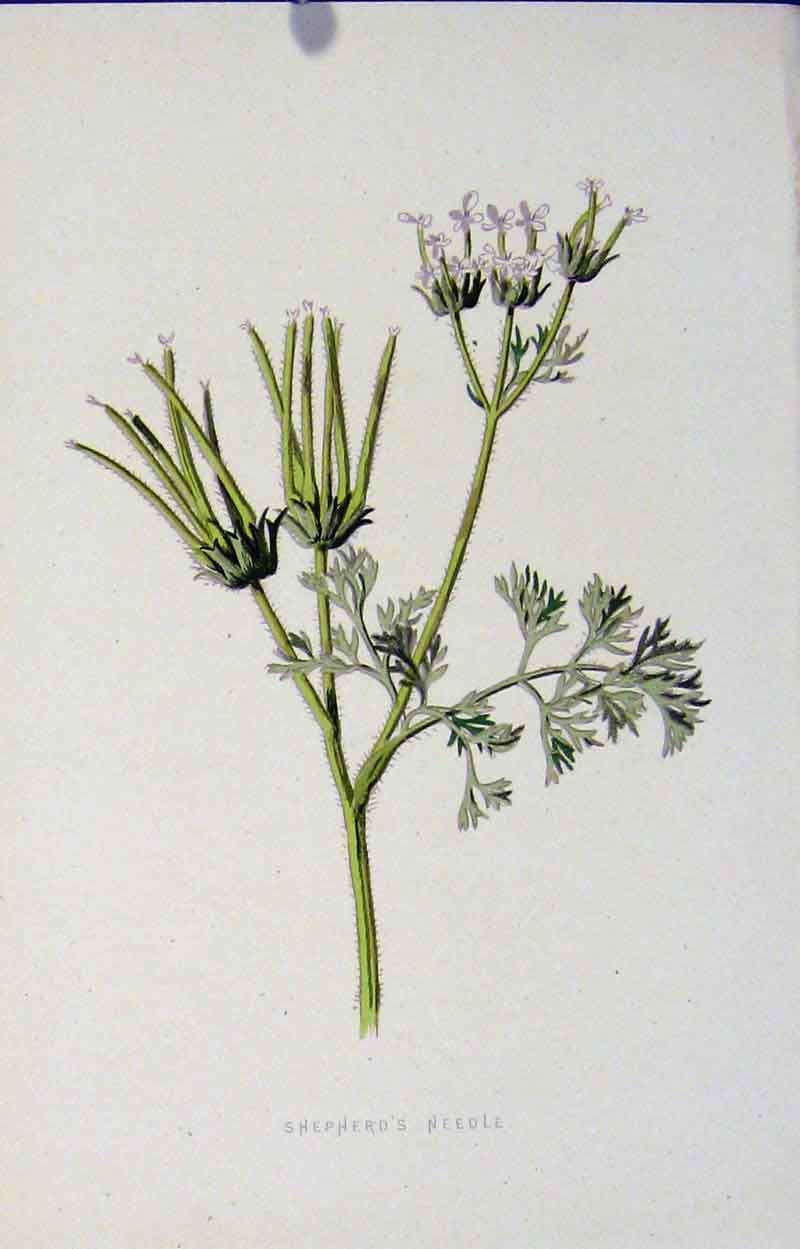 Original Old Antique Print Shepherds Needle Editorial Wild Flower 20th Century