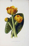 Original Old Antique Print Fine Art Wild Flower Yellow Water Lily C1883 19th
