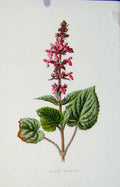 Original Old Antique Print Wild Flower Fine Art Hedge Stachys Editorial 1883