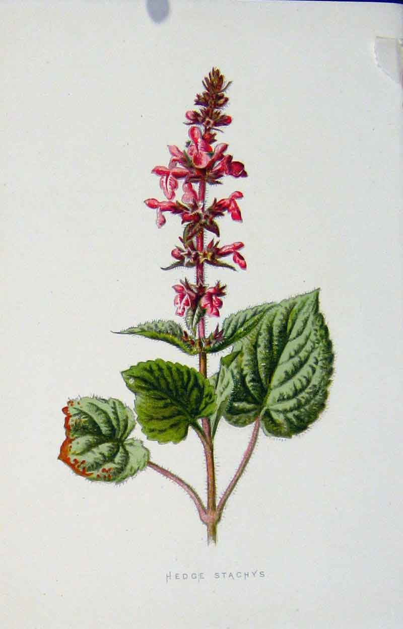 Original Old Antique Print Wild Flower Fine Art Hedge Stachys Editorial 1883