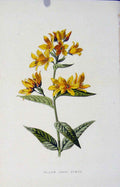 Original Old Antique Print Yellow Loose Strife Wild Flower Colored Editorial