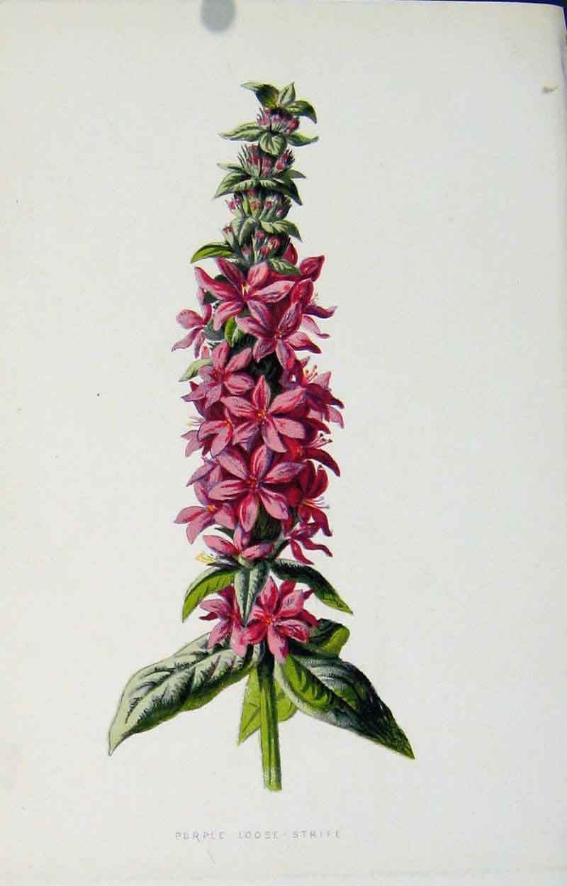 Original Old Antique Print Purple Loose Strife Flower Colored C1883 Victorian