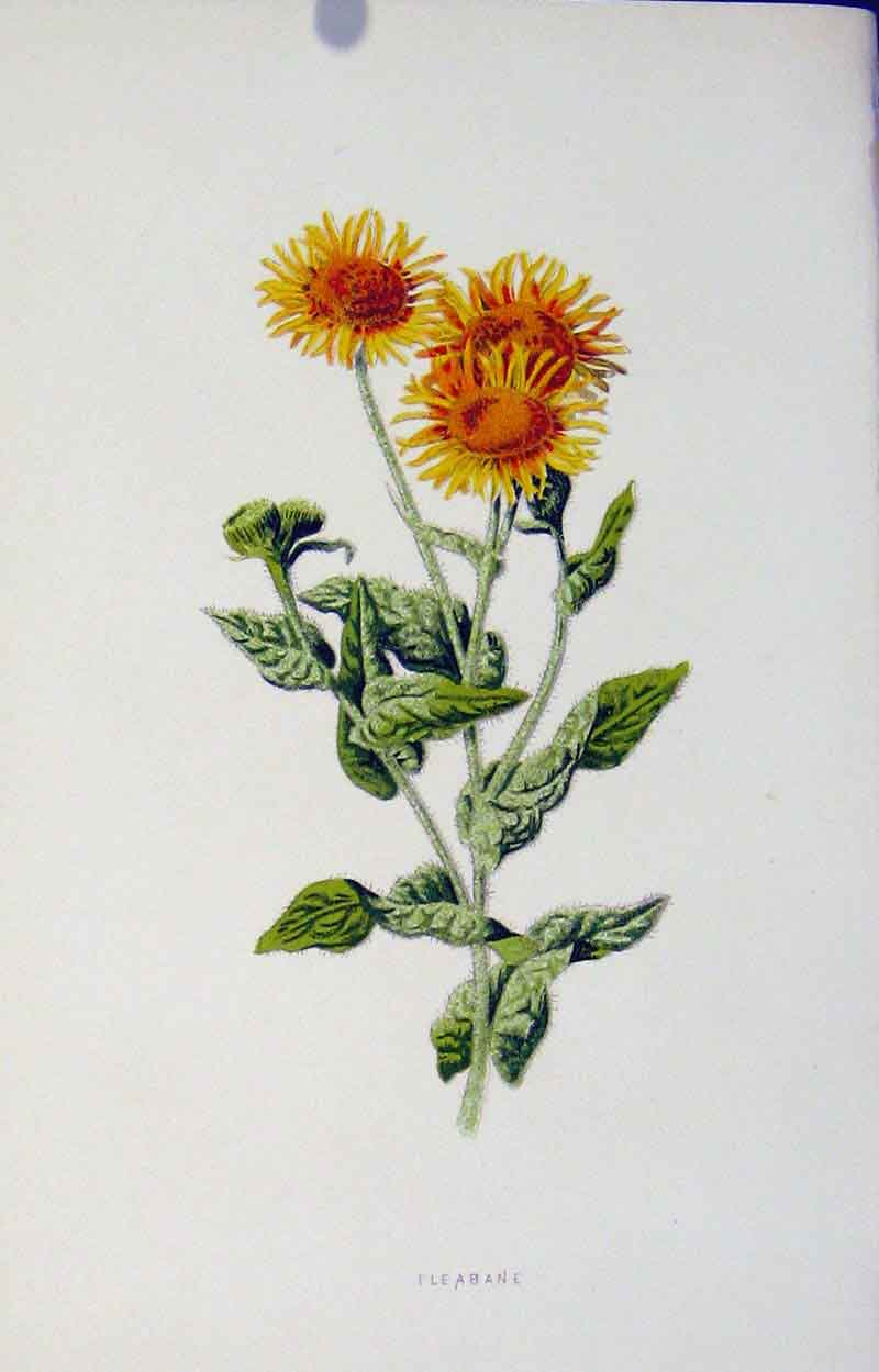 Original Old Antique Print Fine Art Fleabane Colored Editorial Included 1883