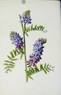 Original Old Antique Print Editorial Wild Flower Tufted Vetch Color