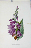 Original Old Antique Print Creeping Bell Flower Editorial Fine Art Color