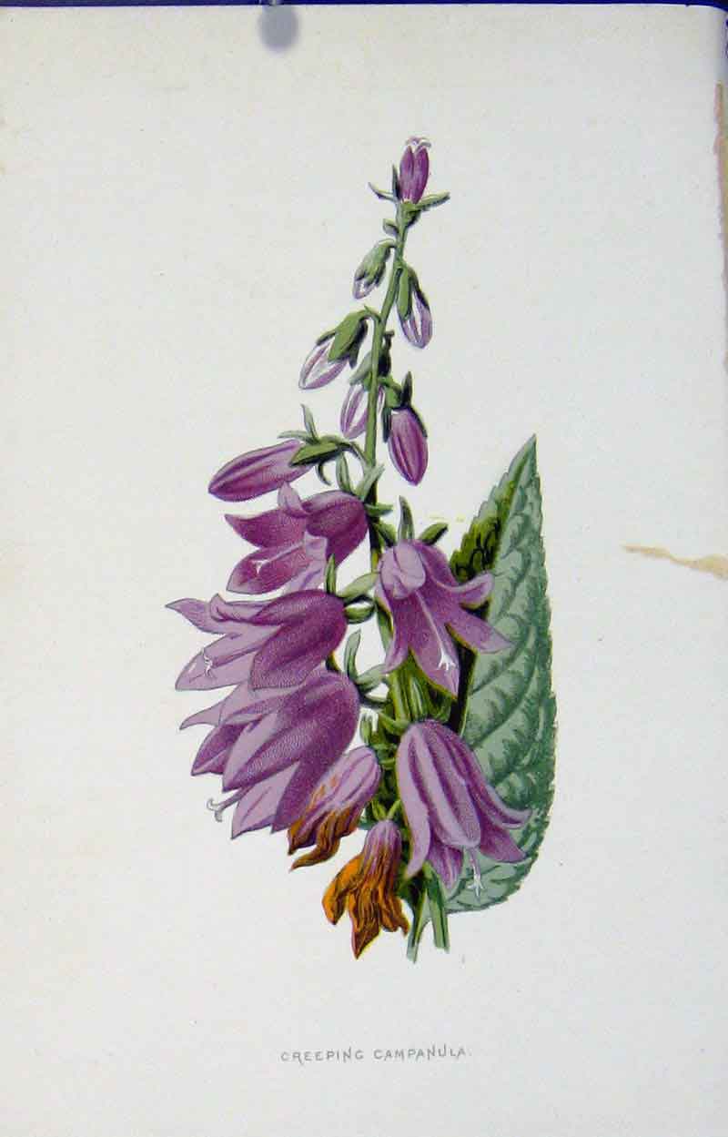 Original Old Antique Print Creeping Bell Flower Editorial Fine Art Color
