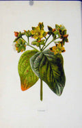 Original Old Antique Print Tutsan Fine Art Wild Flower Editorial Included