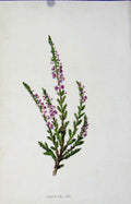 Original Old Antique Print Heath Ling Wild Flower Fine Art C1883 19th