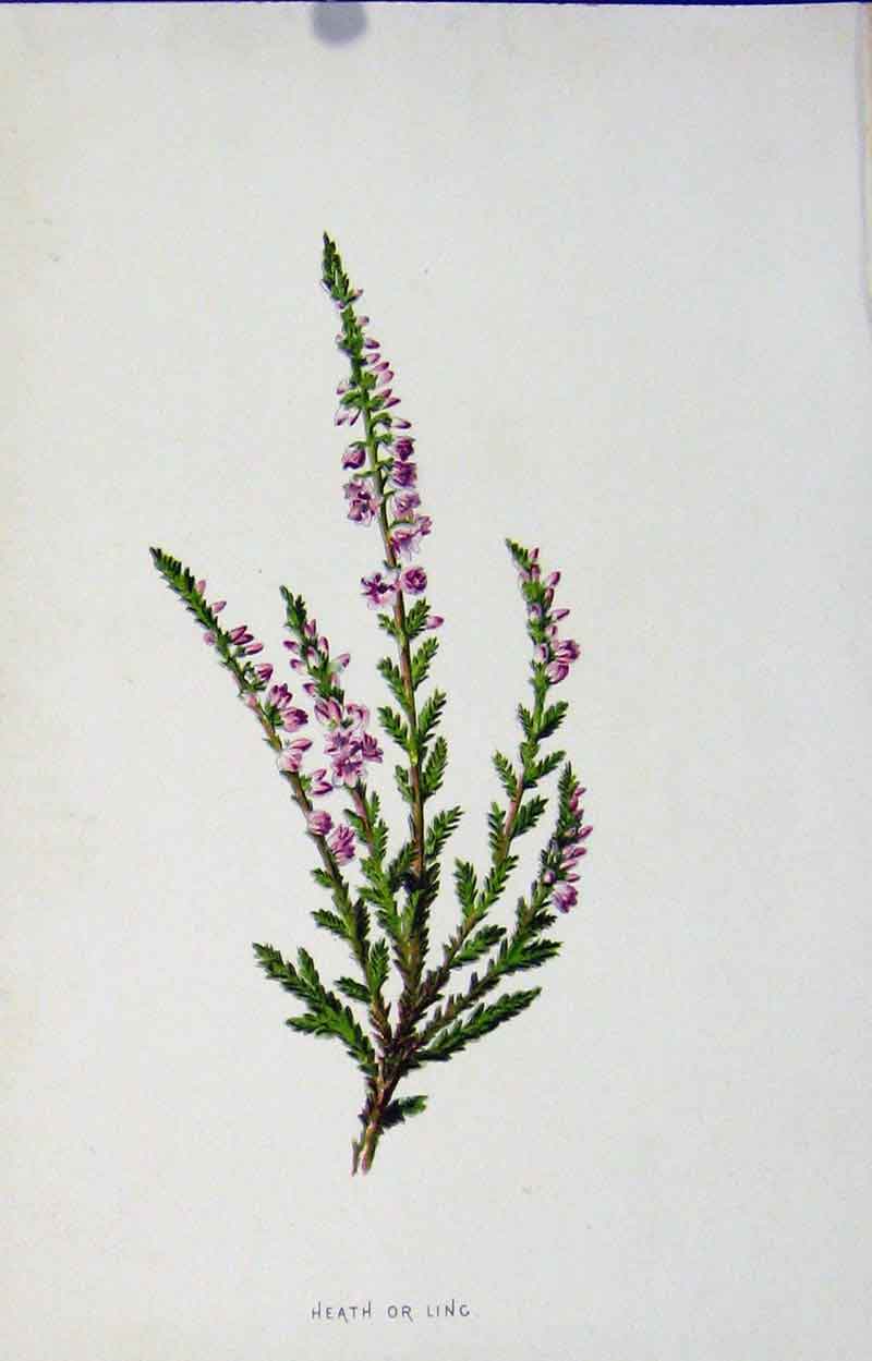 Original Old Antique Print Heath Ling Wild Flower Fine Art C1883 19th