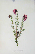 Original Old Antique Print Cross Leaved Heath Botanical C1833 Plant 19th Century