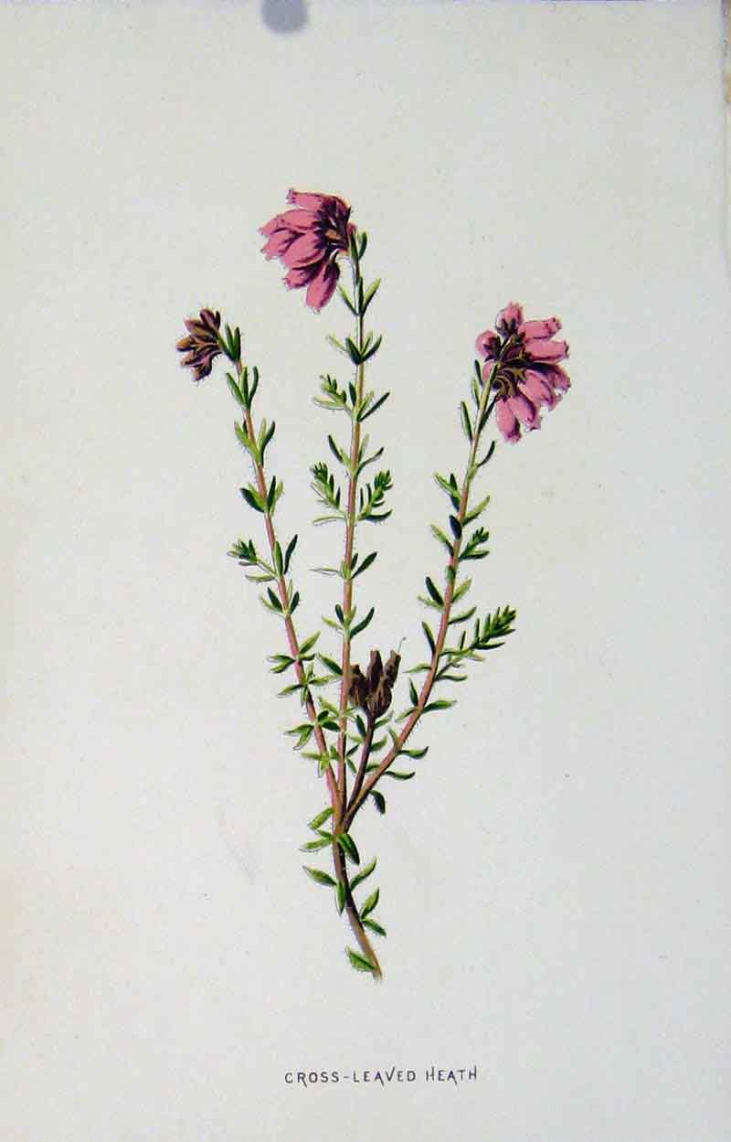 Original Old Antique Print Cross Leaved Heath Botanical C1833 Plant 19th Century
