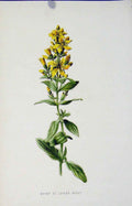 Original Old Antique Print Hairy St Johns Wort Wild Flower Plant