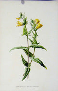 Original Old Antique Print Fine Art Cow Wheat Wild Flower C1883 Color Victorian