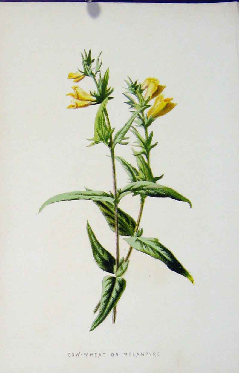 Original Old Antique Print Fine Art Cow Wheat Wild Flower C1883 Color Victorian