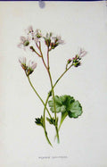 Original Old Antique Print Botanical Fine Art Meadow Saxifrage C1833 19th