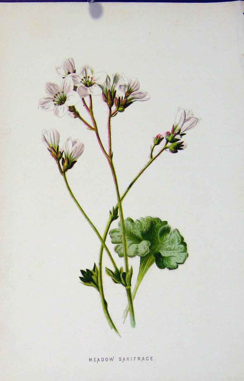 Original Old Antique Print Botanical Fine Art Meadow Saxifrage C1833 19th