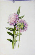 Original Old Antique Print Color Plant Field Scabious C1883 Flower Victorian