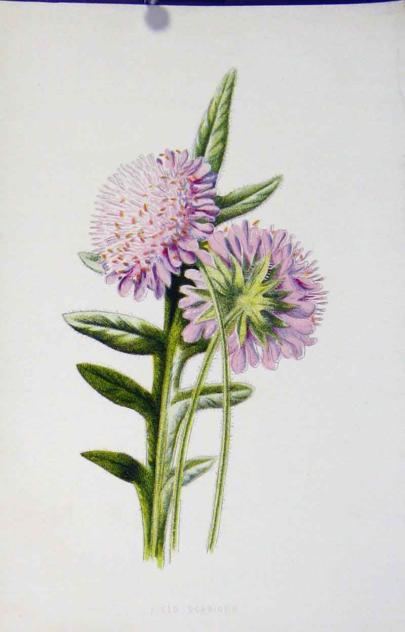 Original Old Antique Print Color Plant Field Scabious C1883 Flower Victorian