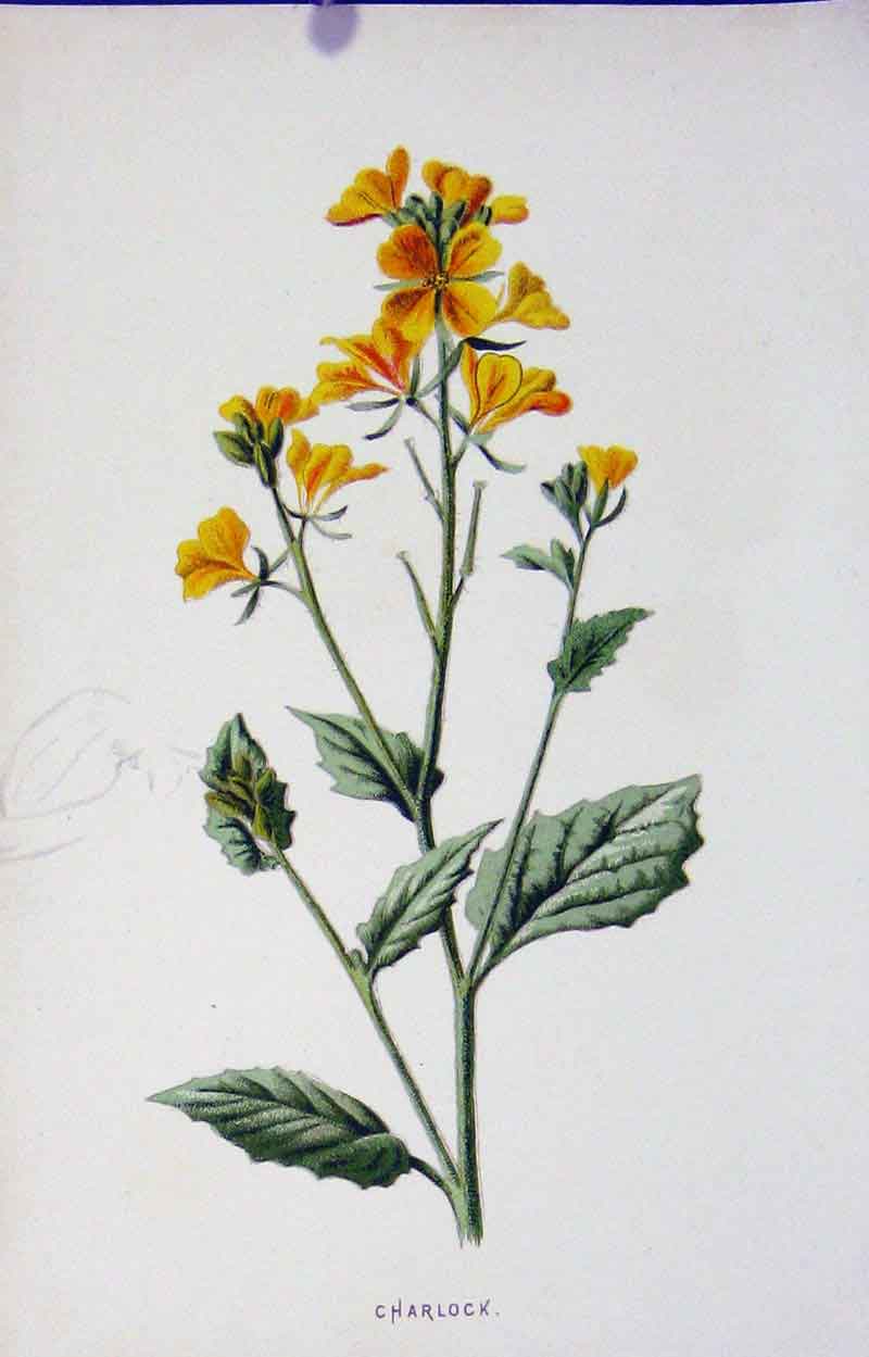 Original Old Antique Print Fine Art Color C1883 Charlock Flower 19th