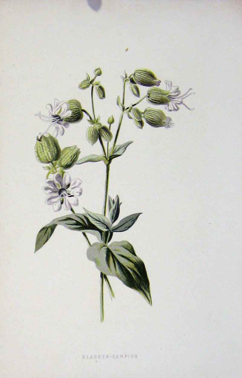 Original Old Antique Print Wild Flower Bladder Campion Color Art
