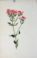 Original Old Antique Print Wild Flower Fine Art Botanical C1883 Centaury Art