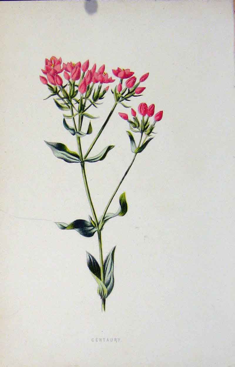 Original Old Antique Print Wild Flower Fine Art Botanical C1883 Centaury Art