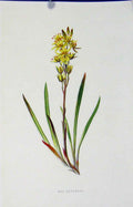 Original Old Antique Print Fine Art C1883 Bog Asphodel Botanical 19th