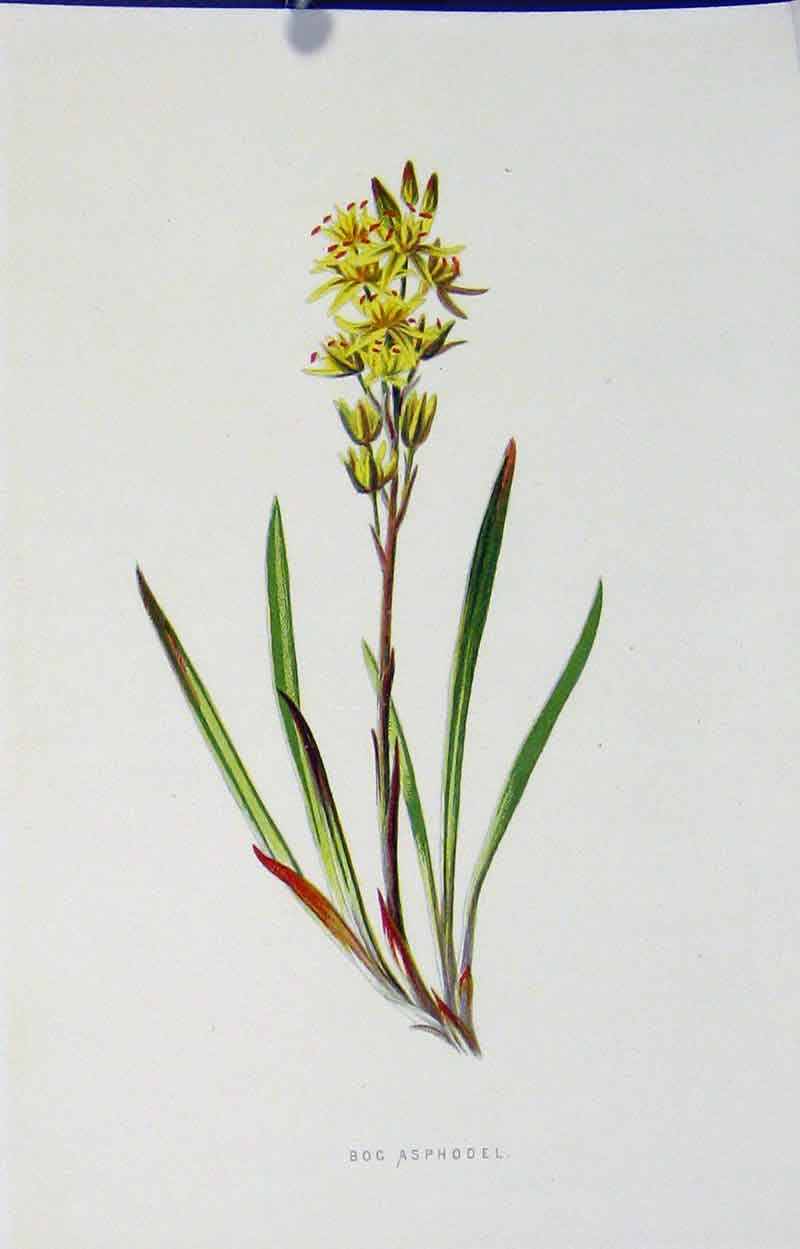 Original Old Antique Print Fine Art C1883 Bog Asphodel Botanical 19th