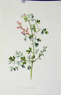 Original Old Antique Print Botanical Color C1883 Fumitory Plant Art Victorian