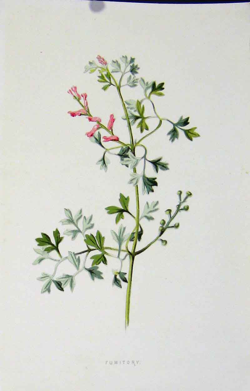 Original Old Antique Print Botanical Color C1883 Fumitory Plant Art Victorian