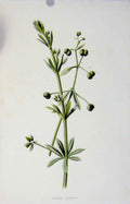 Original Old Antique Print Fine Art Color 1883 Goose Grass Botanical Victorian