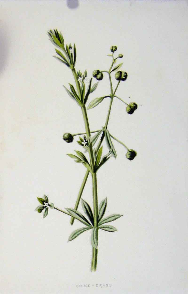 Original Old Antique Print Fine Art Color 1883 Goose Grass Botanical Victorian