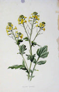 Original Old Antique Print Editorial Wild Flower Yellow Rocket