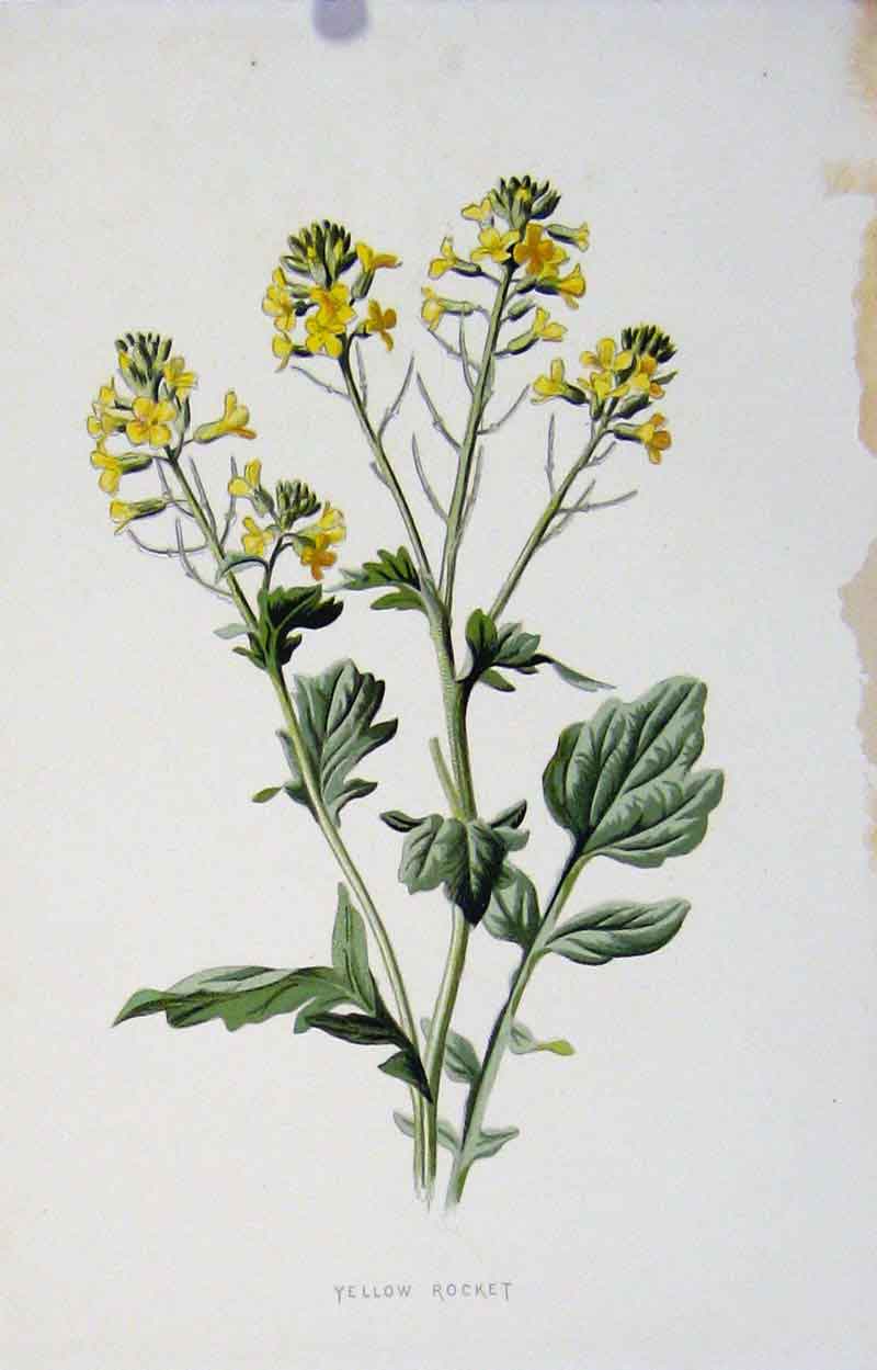Original Old Antique Print Editorial Wild Flower Yellow Rocket