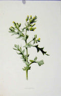 Original Old Antique Print Groundsel Plant Wild Flower Editorial Art
