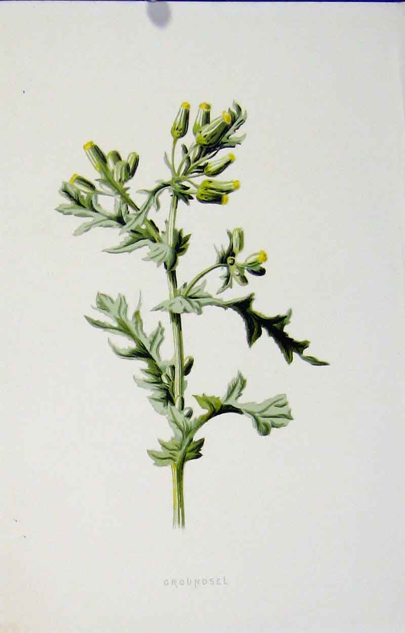 Original Old Antique Print Groundsel Plant Wild Flower Editorial Art